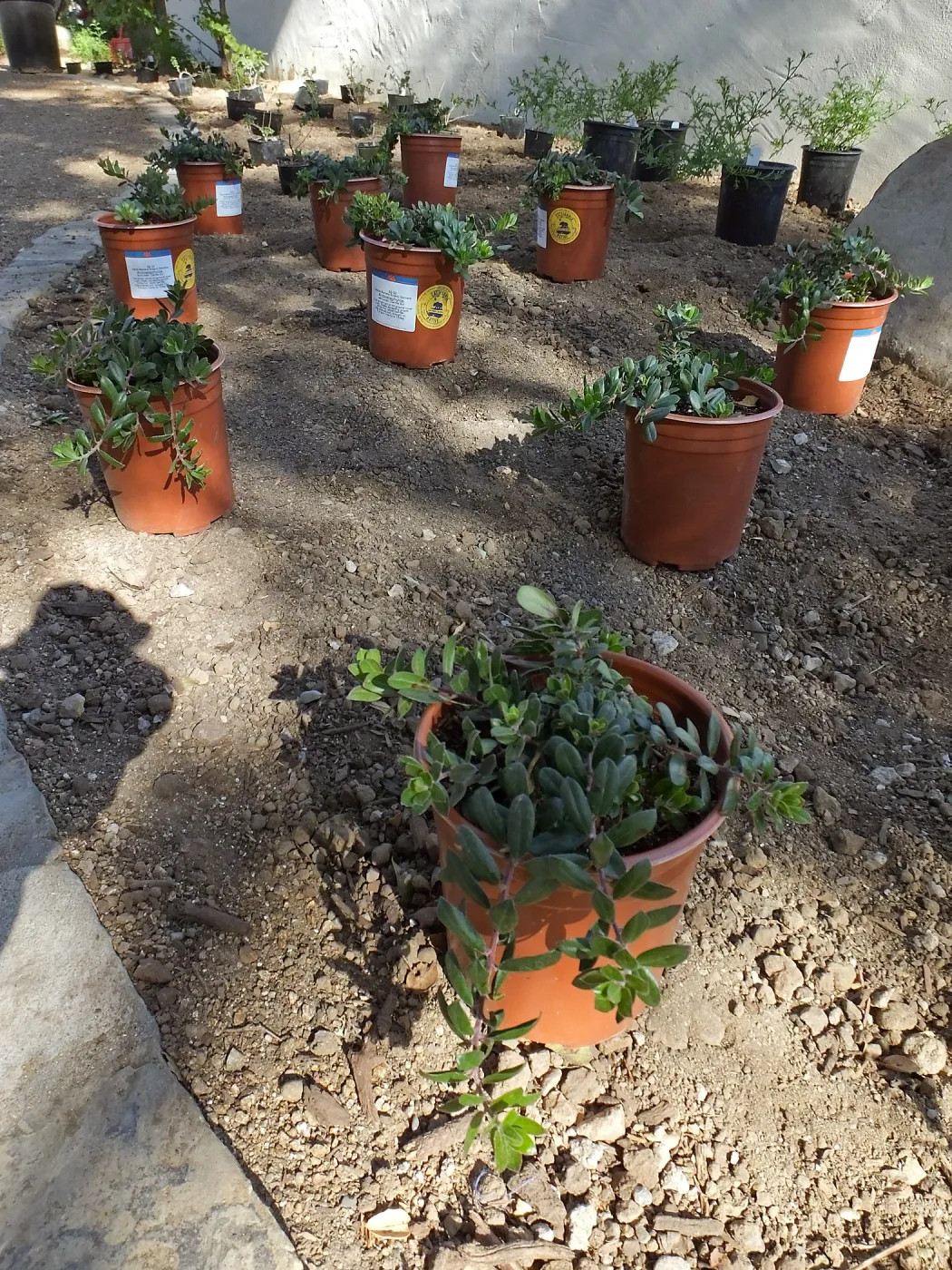 Home Demonstration Garden Renovation, first day of replanting work