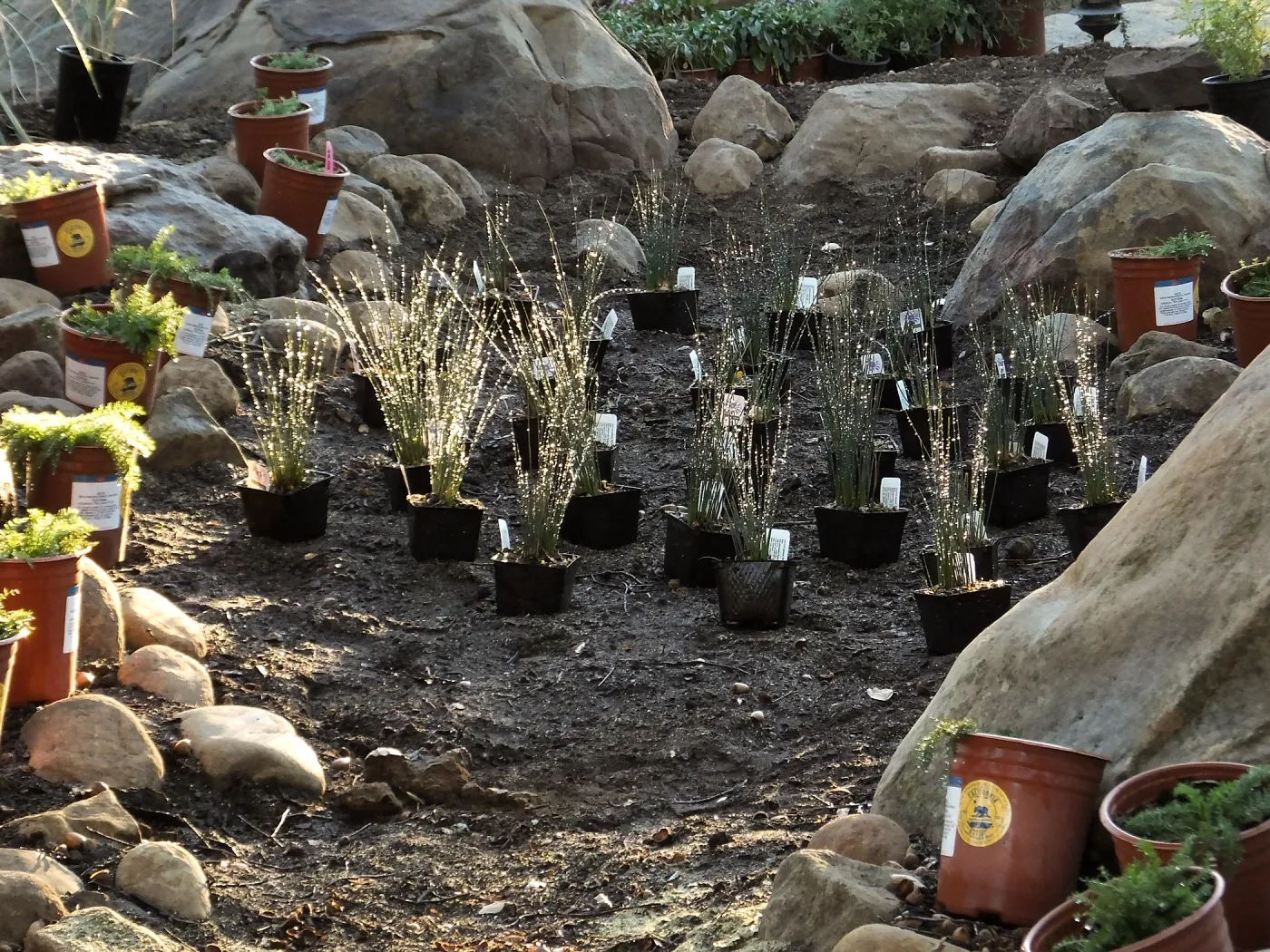 Home Demonstration Garden Renovation, replanting