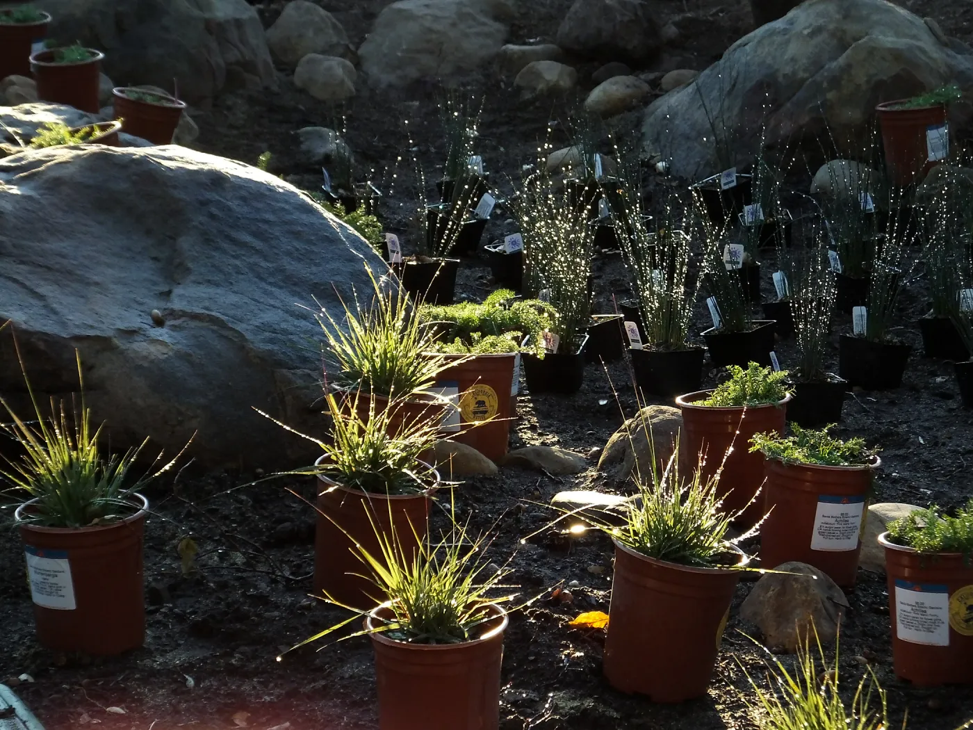 Home Demonstration Garden Renovation, replanting