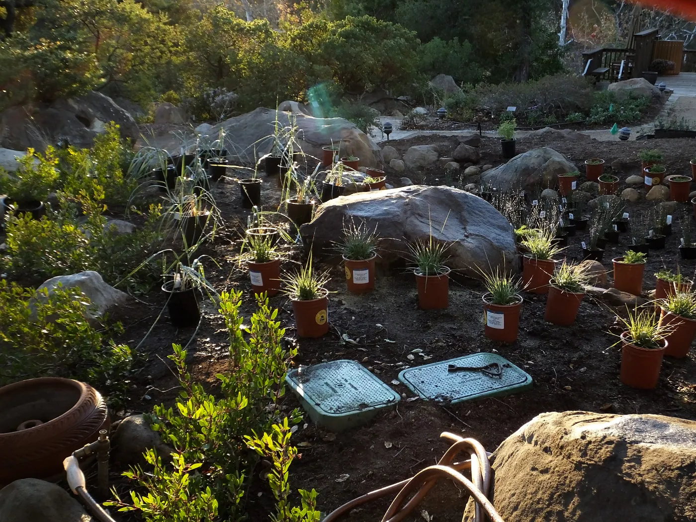 Home Demonstration Garden Renovation, replanting