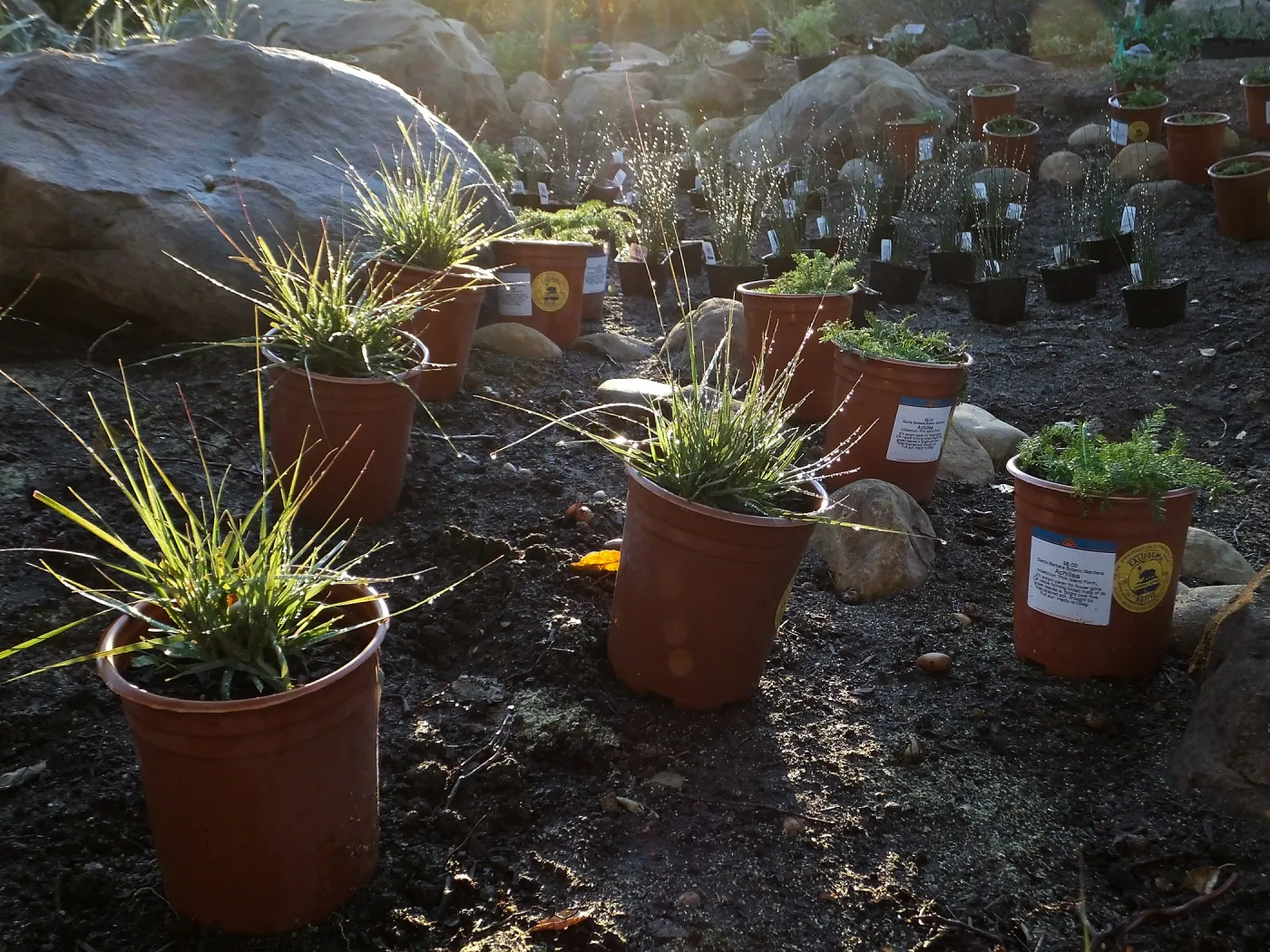 Home Demonstration Garden Renovation, replanting