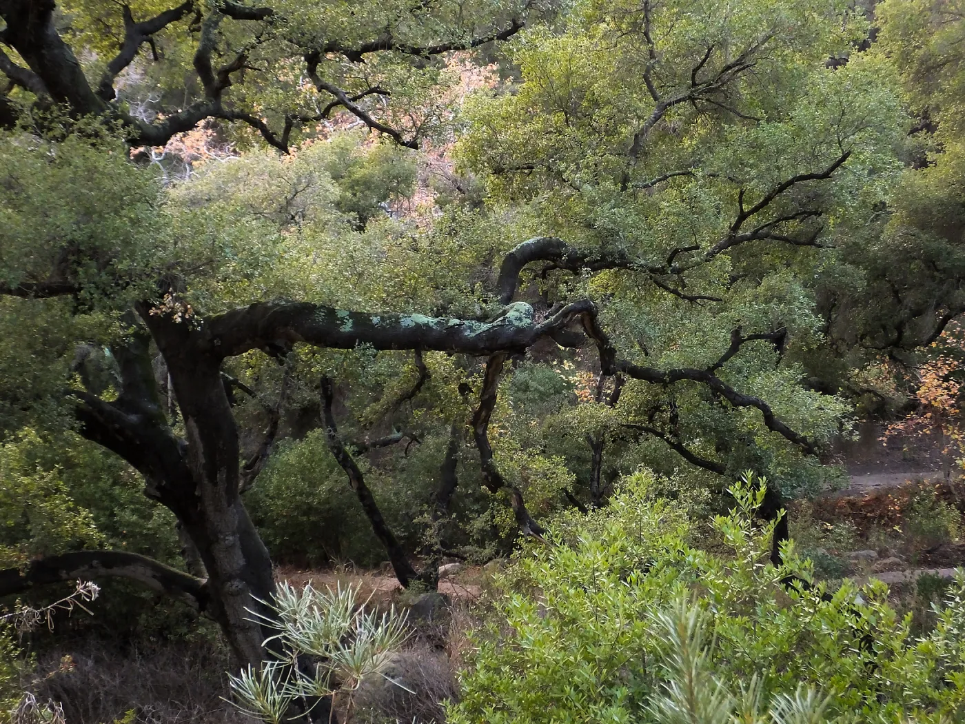 Oak in Canyon above Campbell Trail after rain