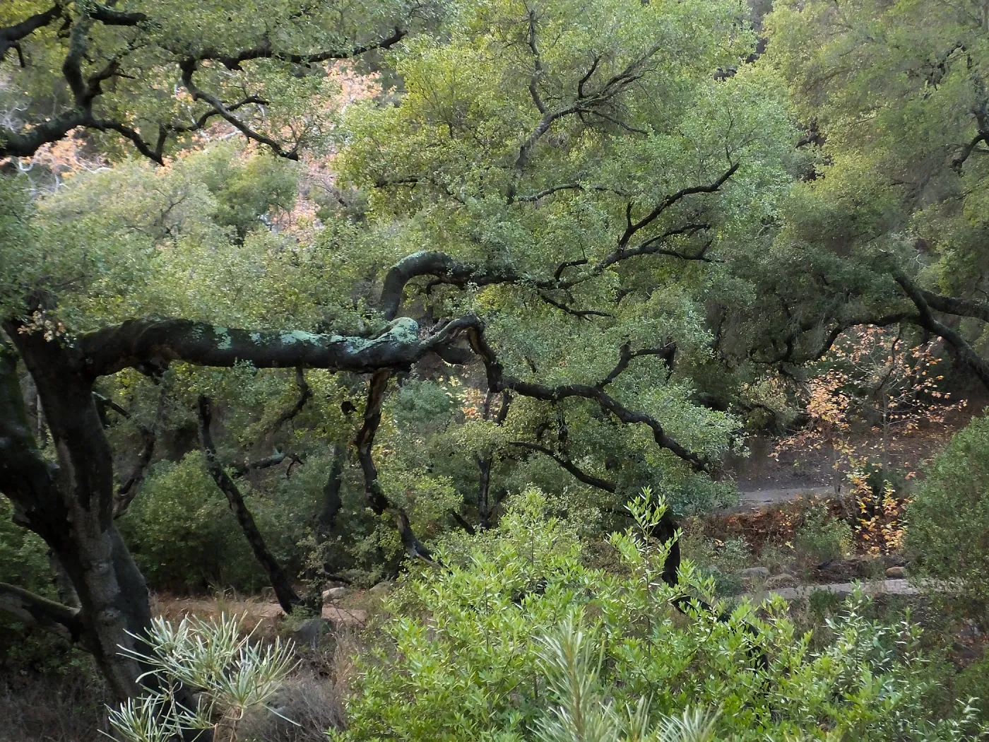 Oak in Canyon above Campbell Trail after rain