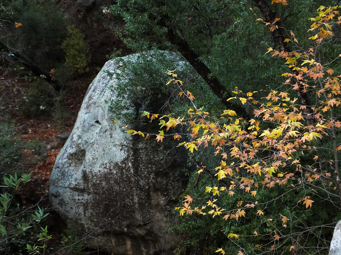 Lassiter Boulder and sycamore after rain