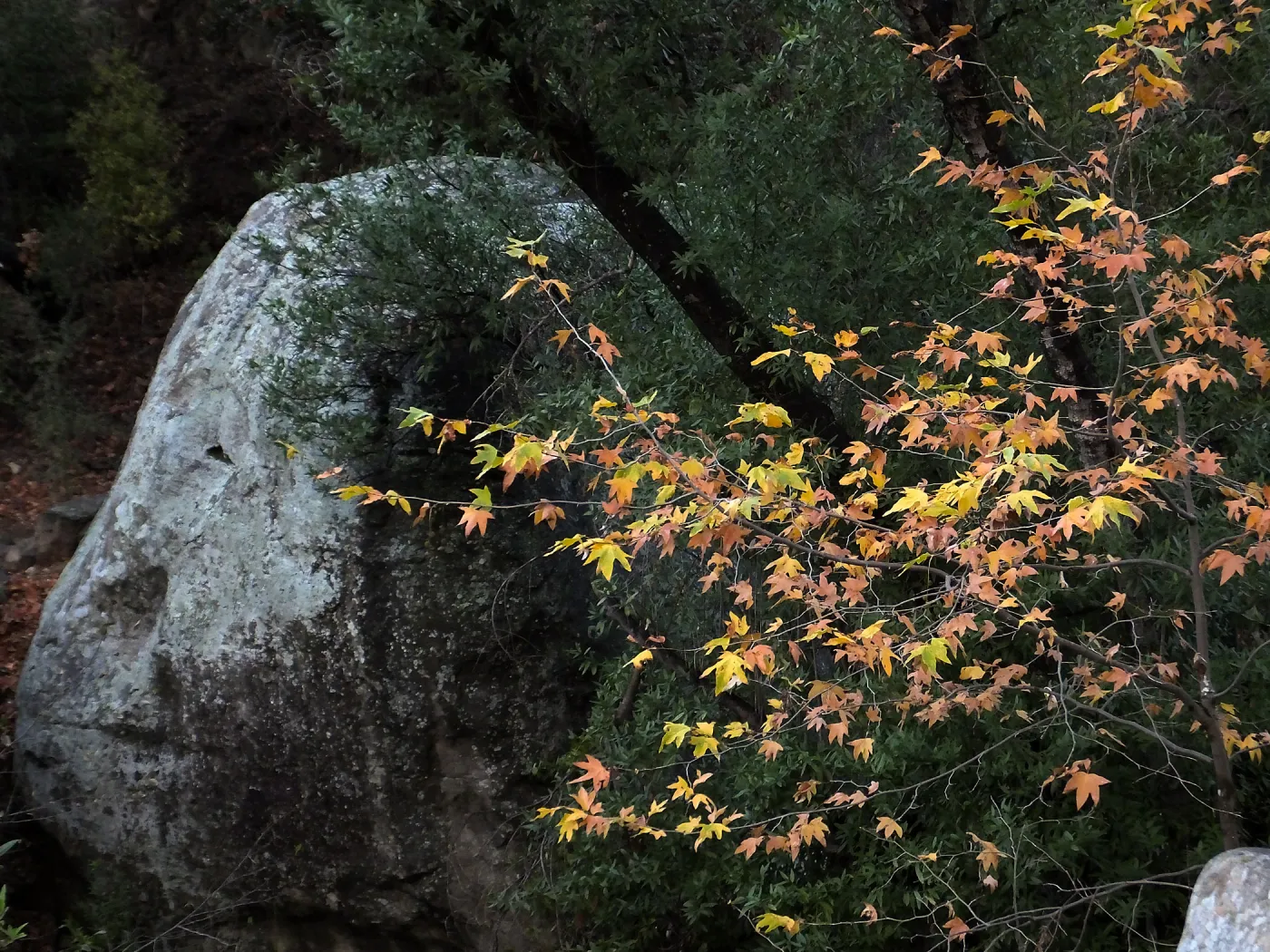 Lassiter Boulder and sycamore after rain