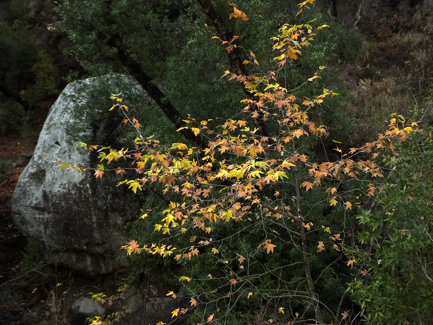 Lassiter Boulder and sycamore after rain