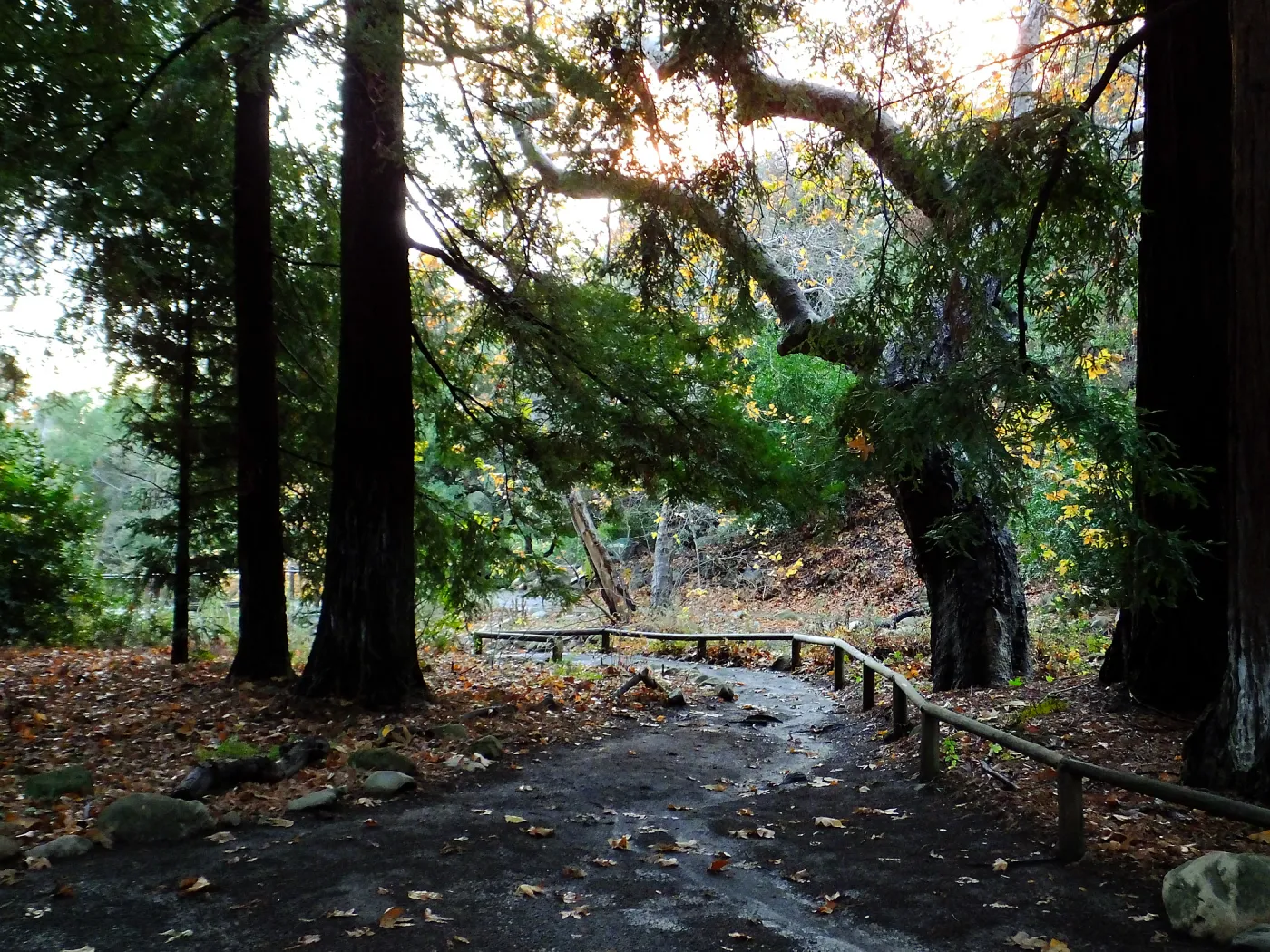 Redwood Section after rain