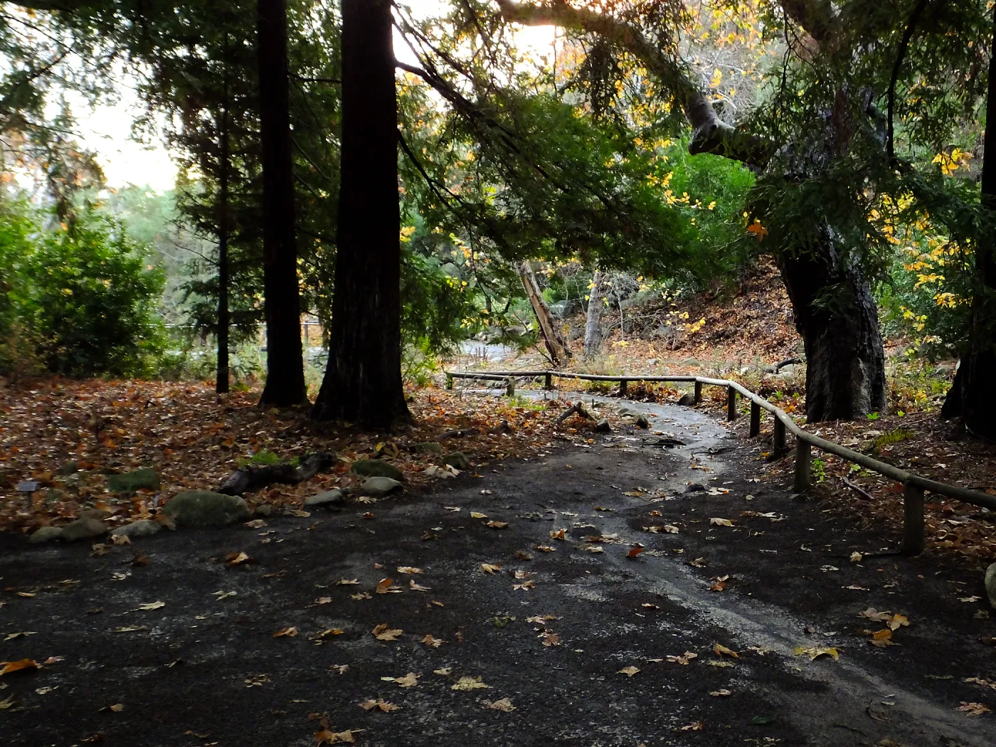 Redwood Section after rain