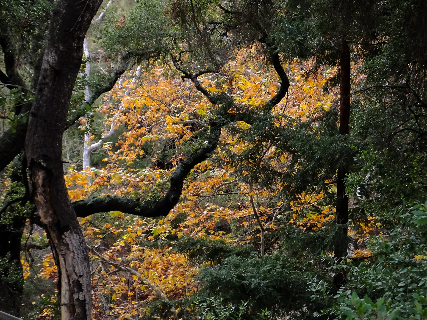 Oaks and Sycamores in Canyon after rain