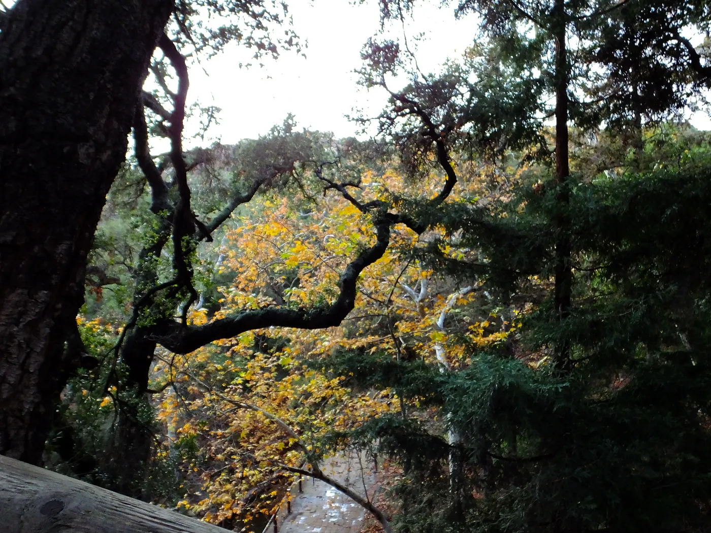Oaks and Sycamores in Canyon after rain