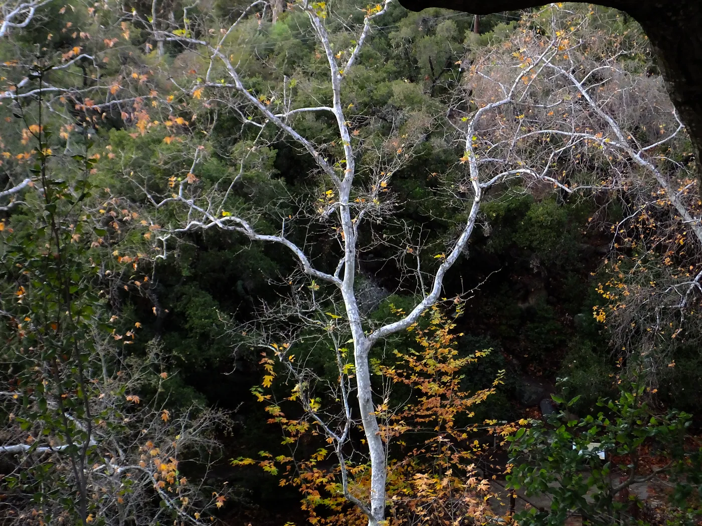 Canyon trees after rain