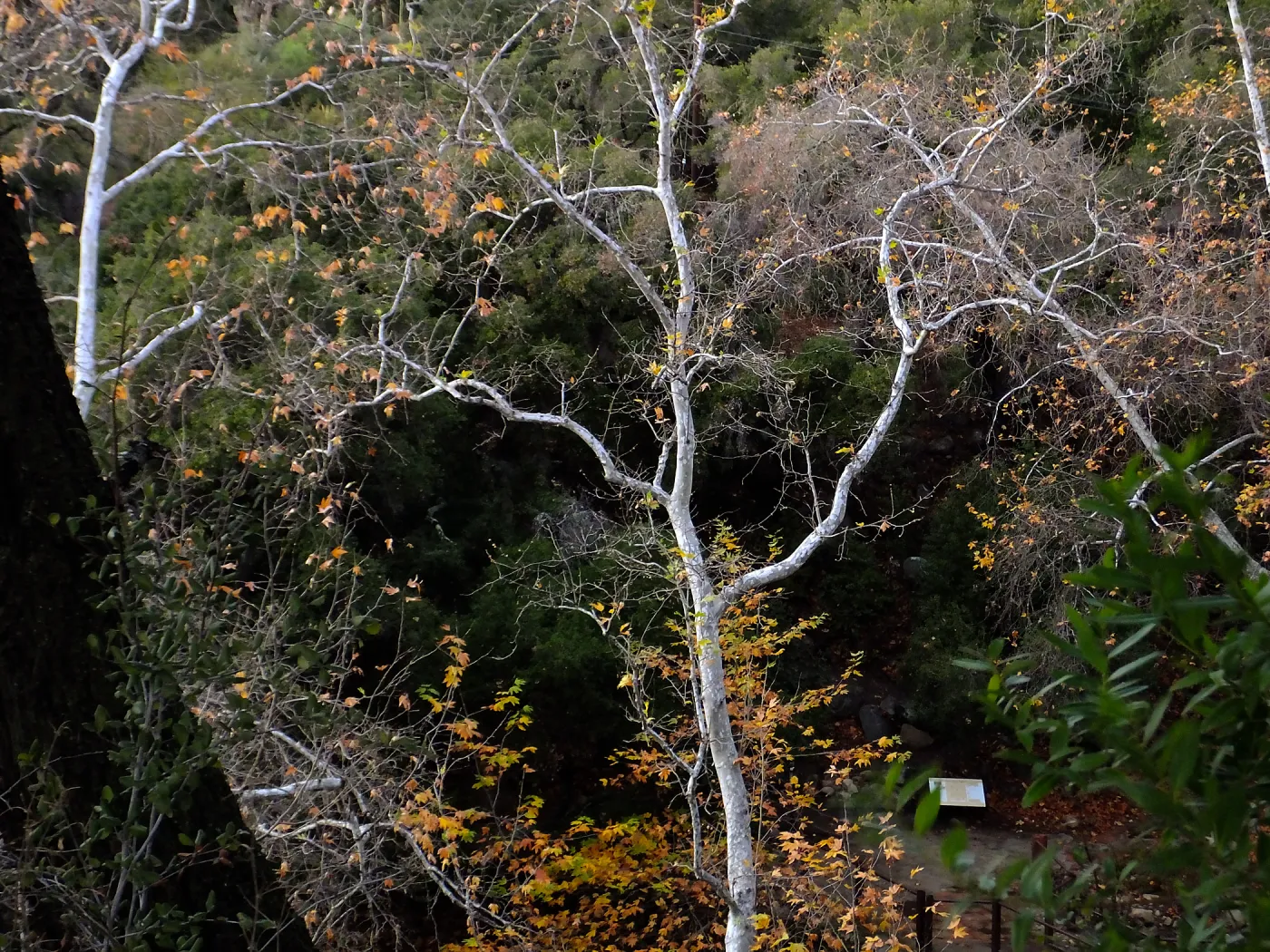 Canyon trees after rain