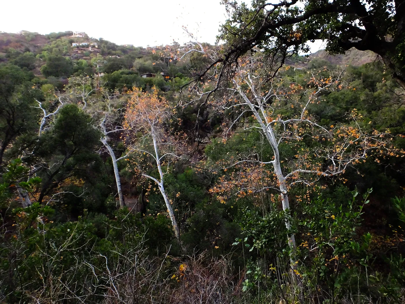Canyon trees after rain