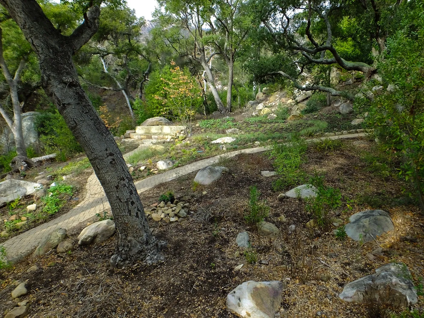 Wooded Dell after completion of main section planting