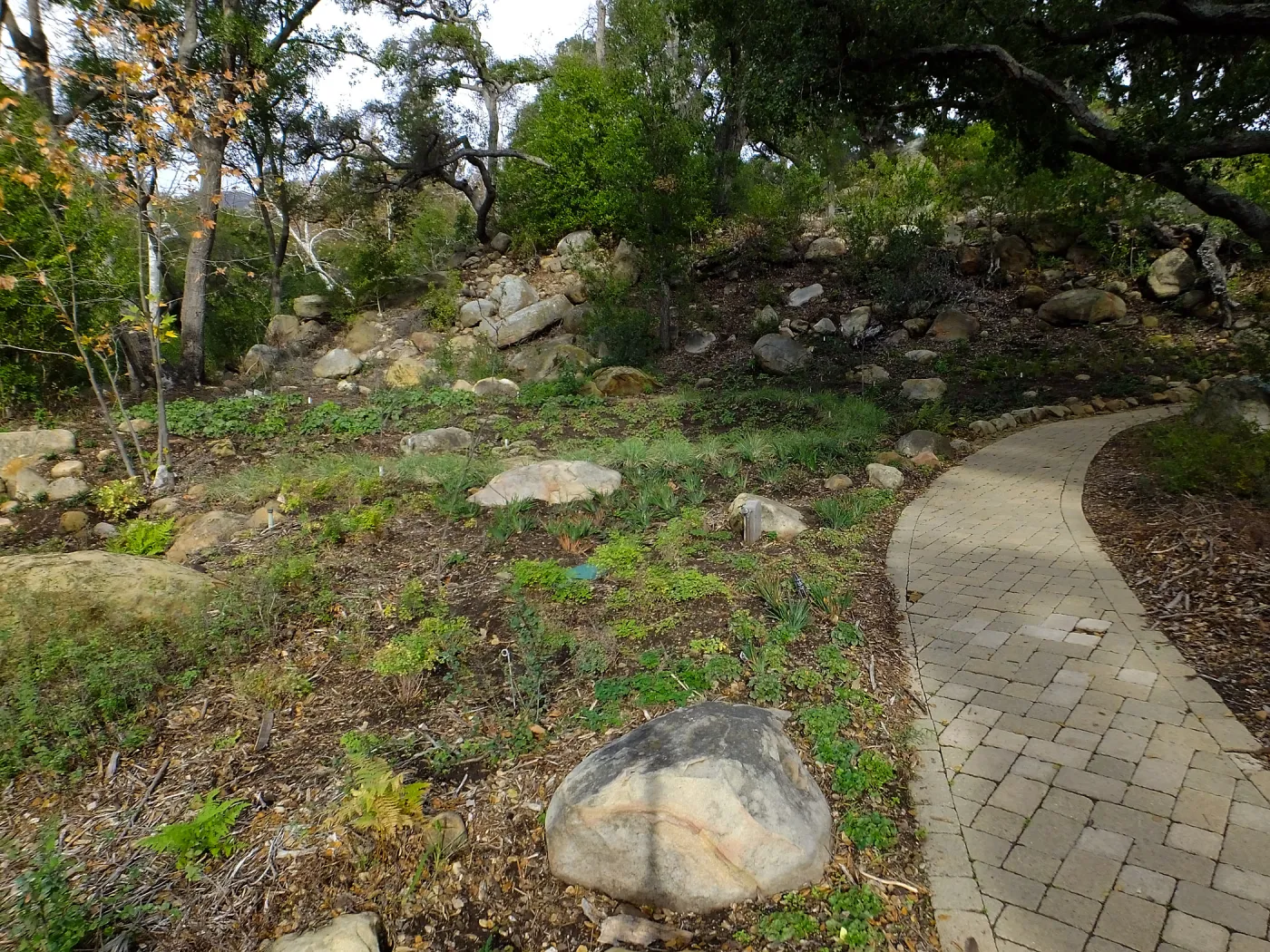 Wooded Dell after completion of main section planting