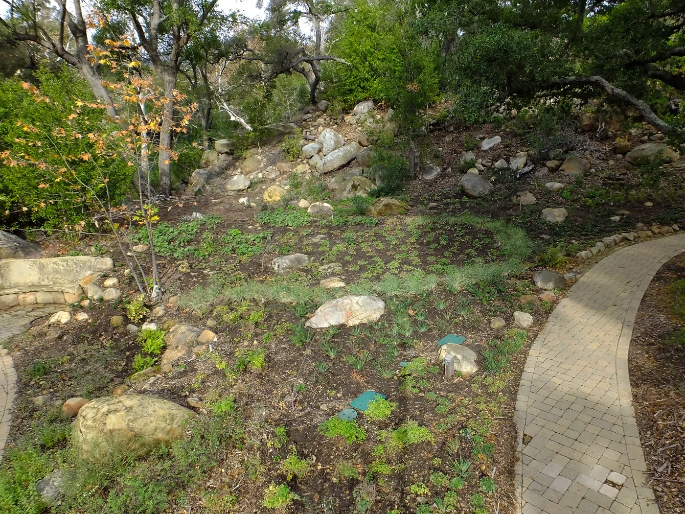Wooded Dell after completion of main section planting