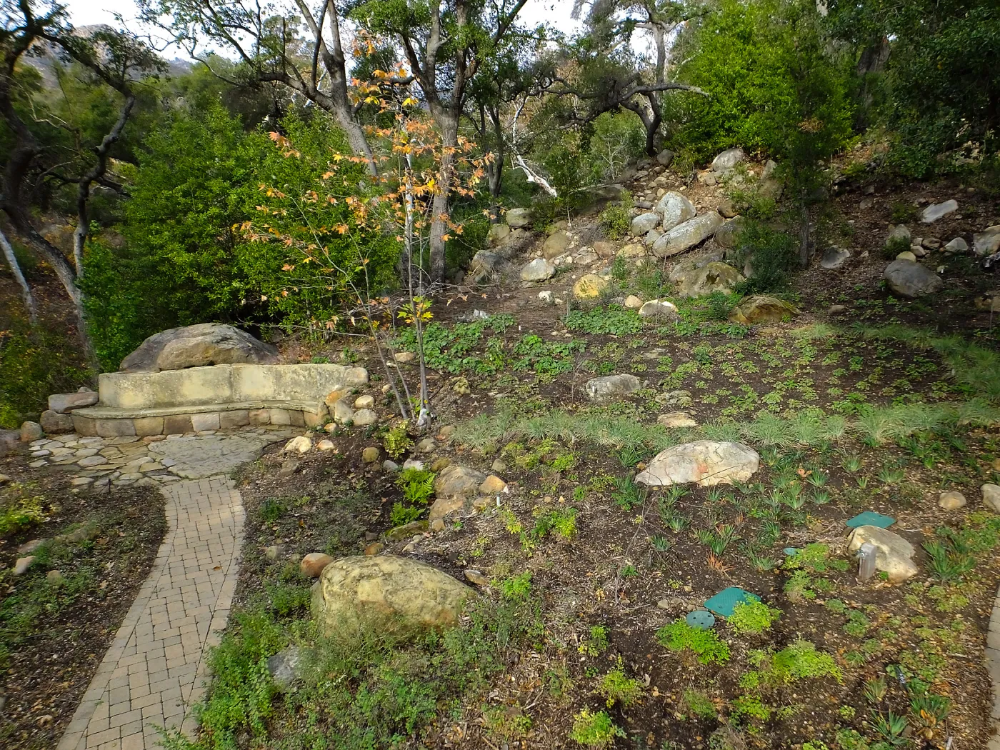 Wooded Dell after completion of main section planting
