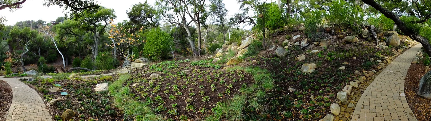Wooded Dell after completion of main section planting panorama