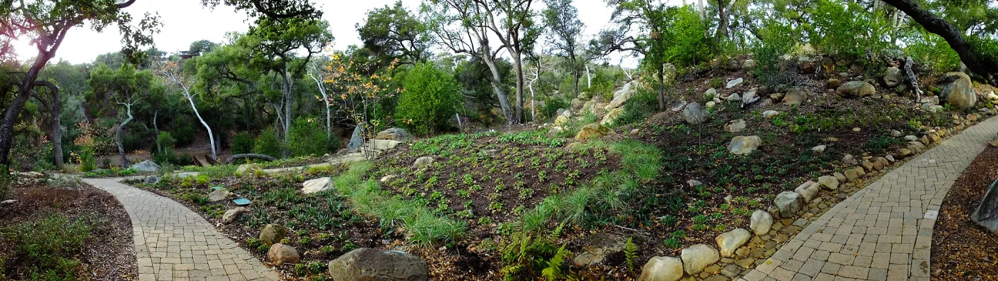Wooded Dell after completion of main section planting panorama