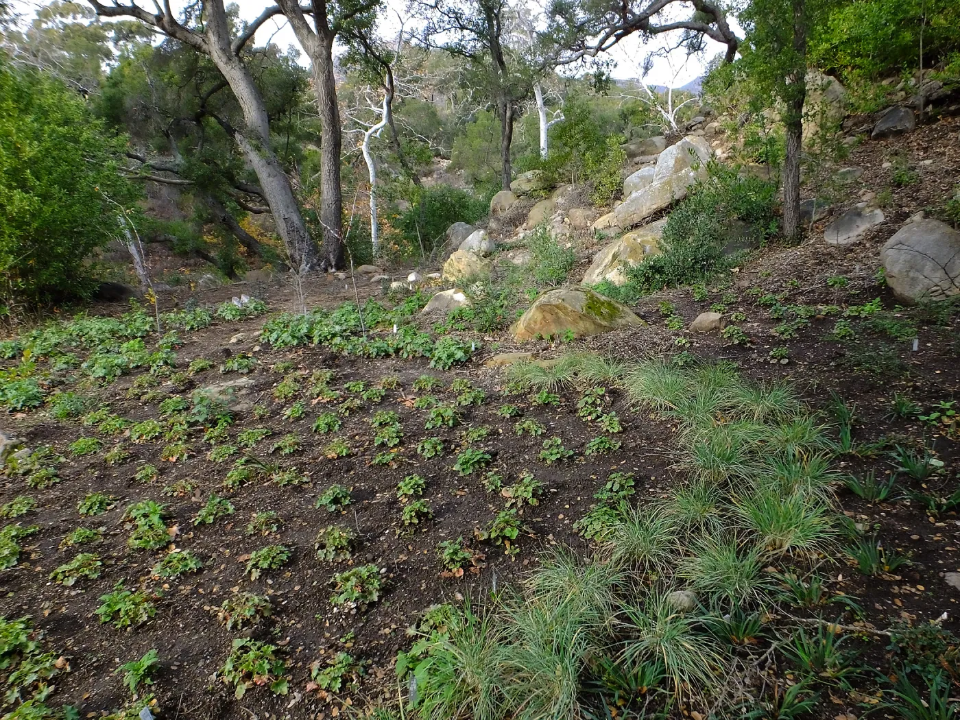 Wooded Dell after completion of main section planting
