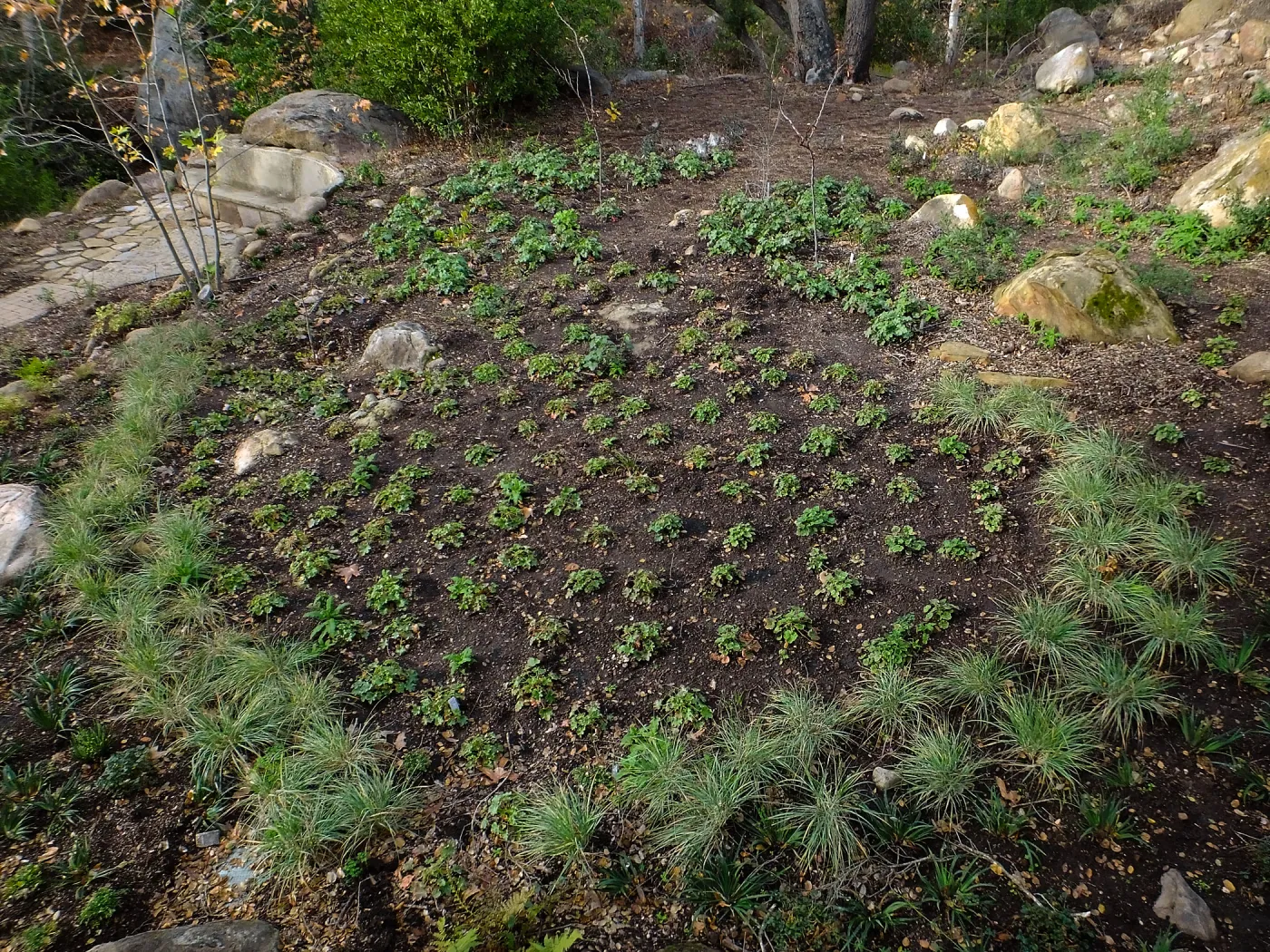 Wooded Dell after completion of main section planting