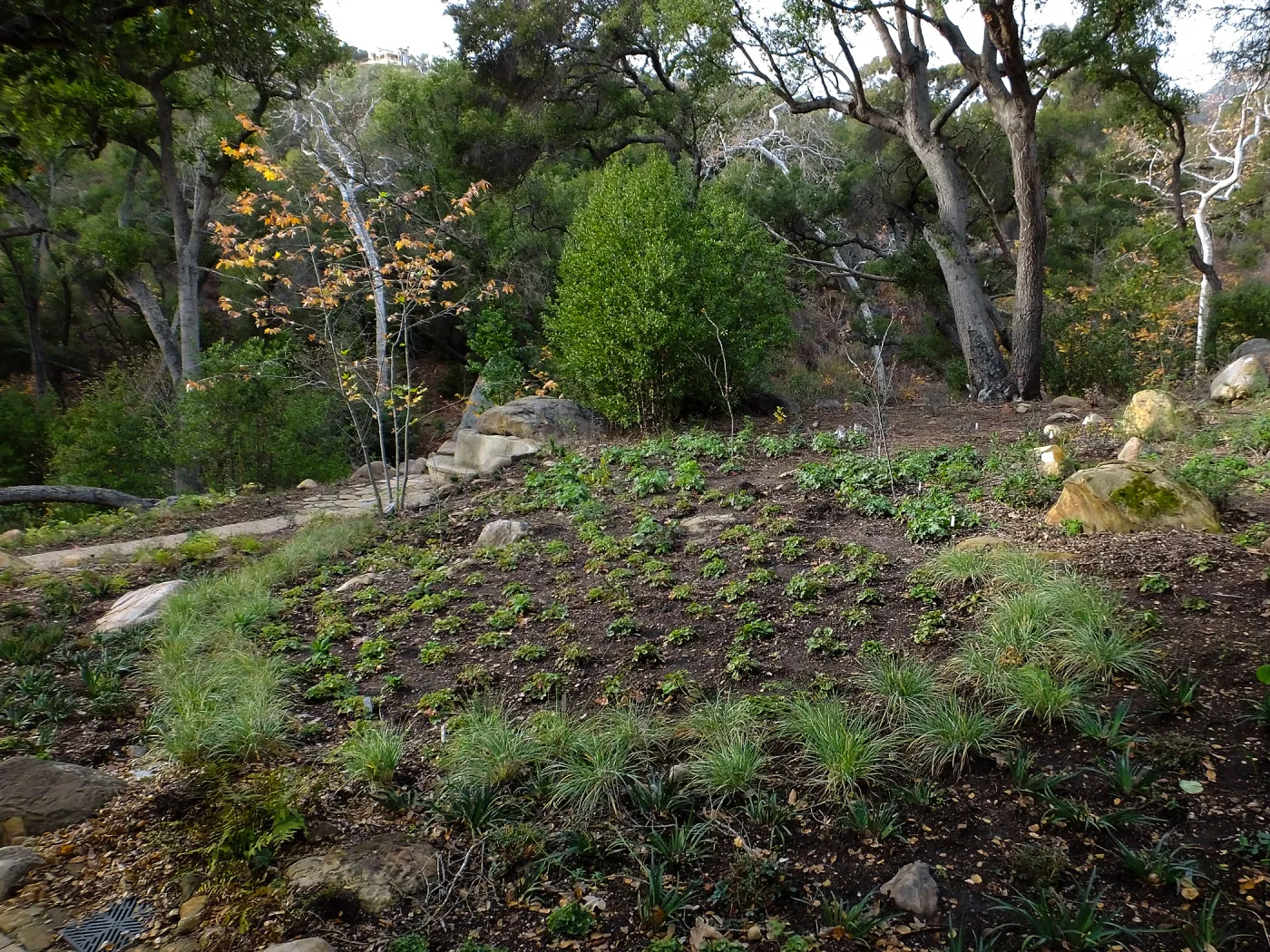 Wooded Dell after completion of main section planting