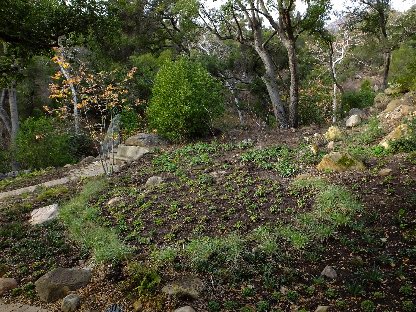 Wooded Dell after completion of main section planting