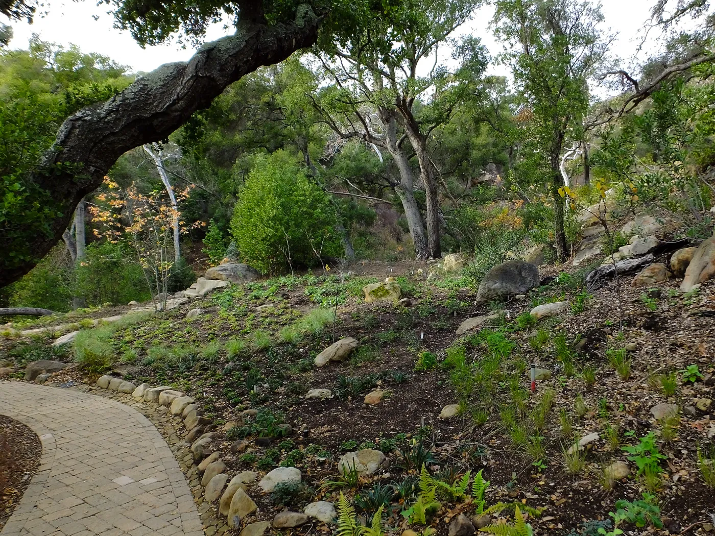 Wooded Dell after completion of main section planting