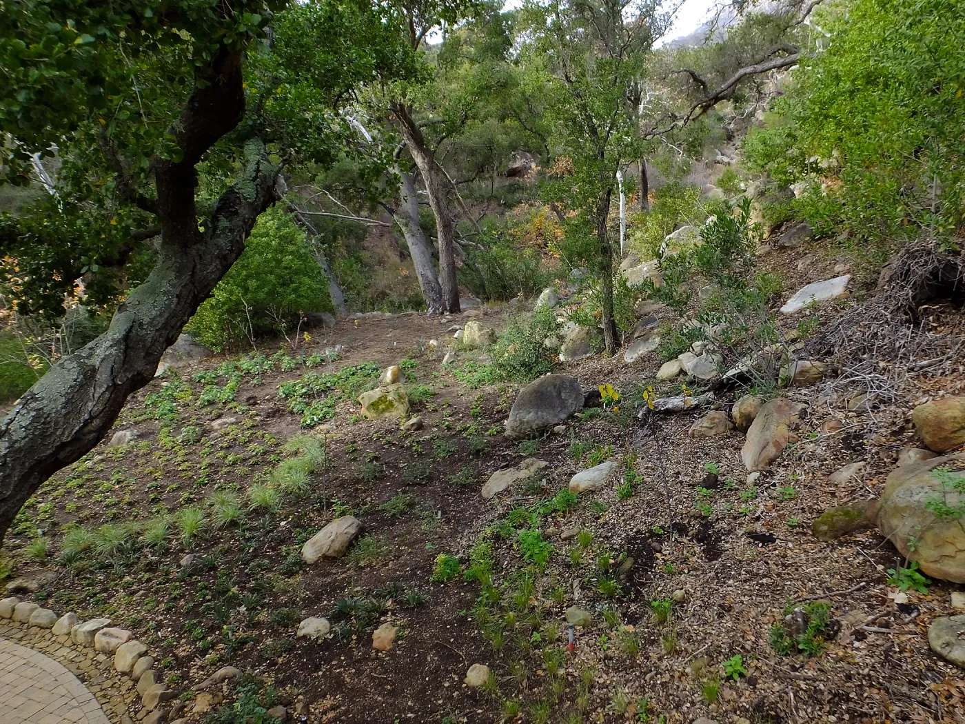 Wooded Dell after completion of main section planting
