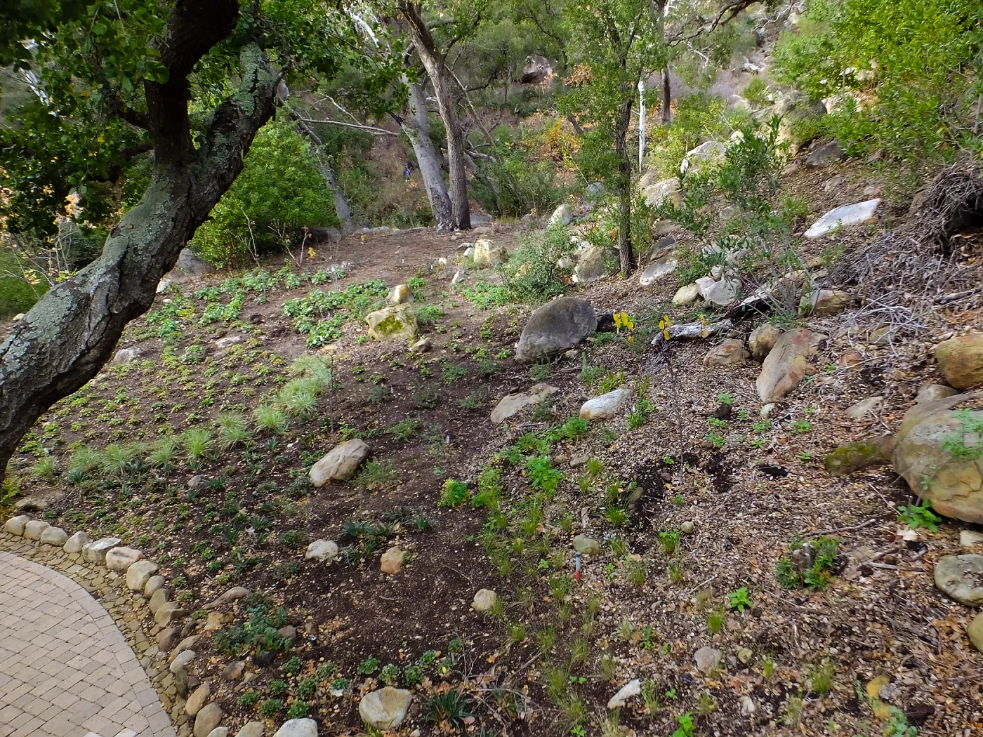 Wooded Dell after completion of main section planting