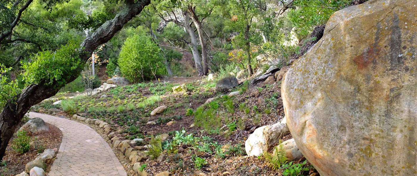 Wooded Dell after completion of main section planting, panoramic view along Campbell Trail