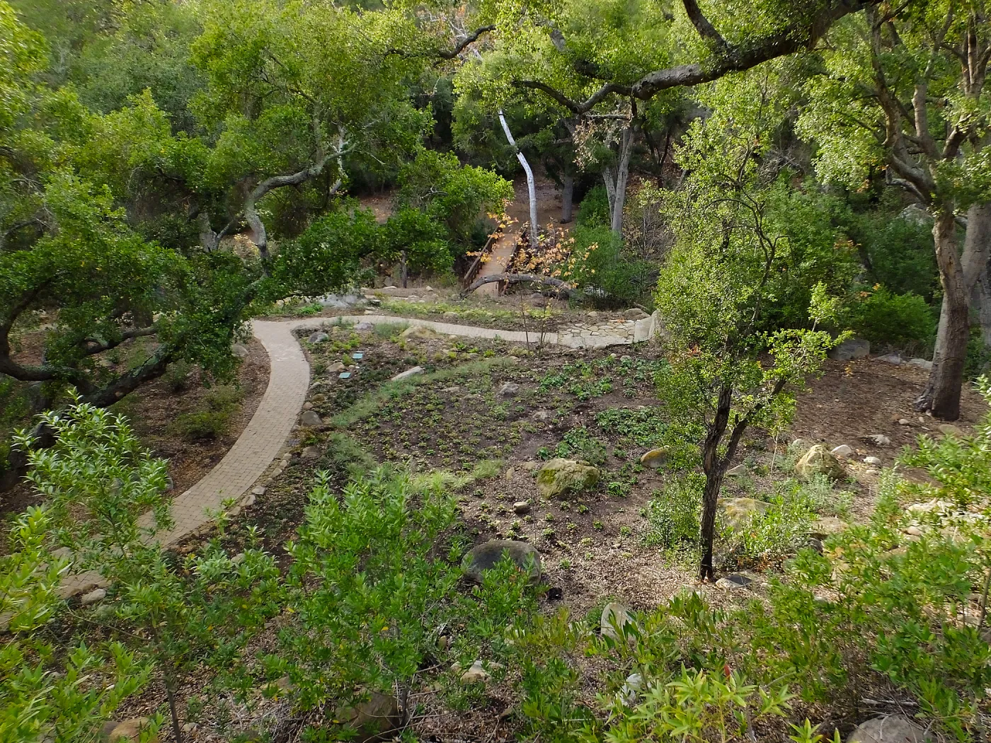 Wooded Dell after completion of main section planting, view from picnic area