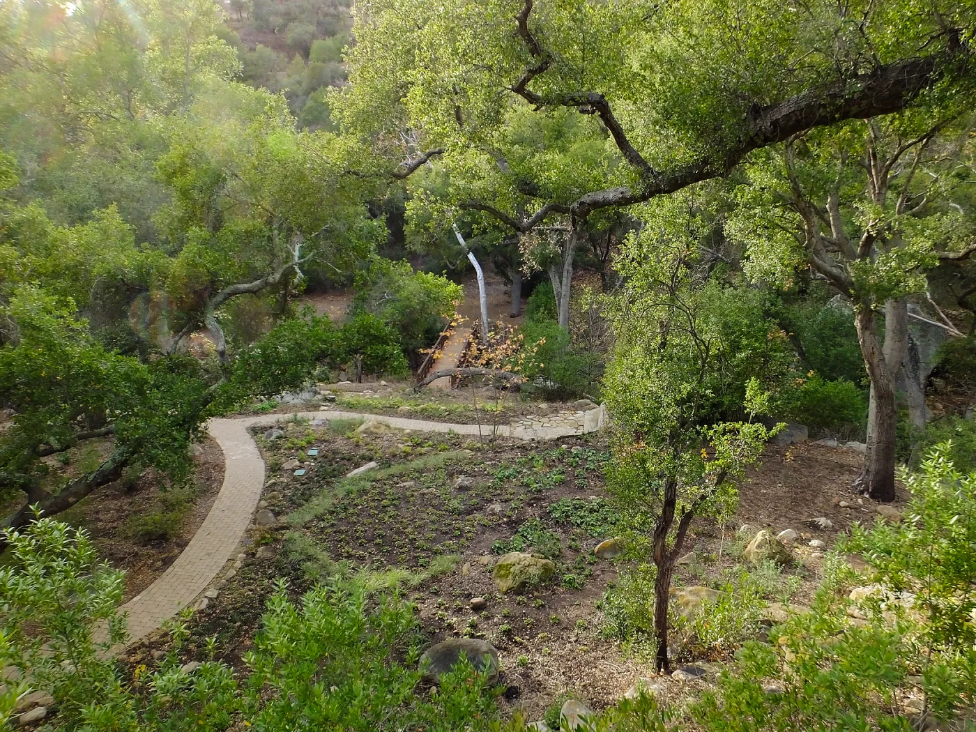Wooded Dell after completion of main section planting, view from picnic area