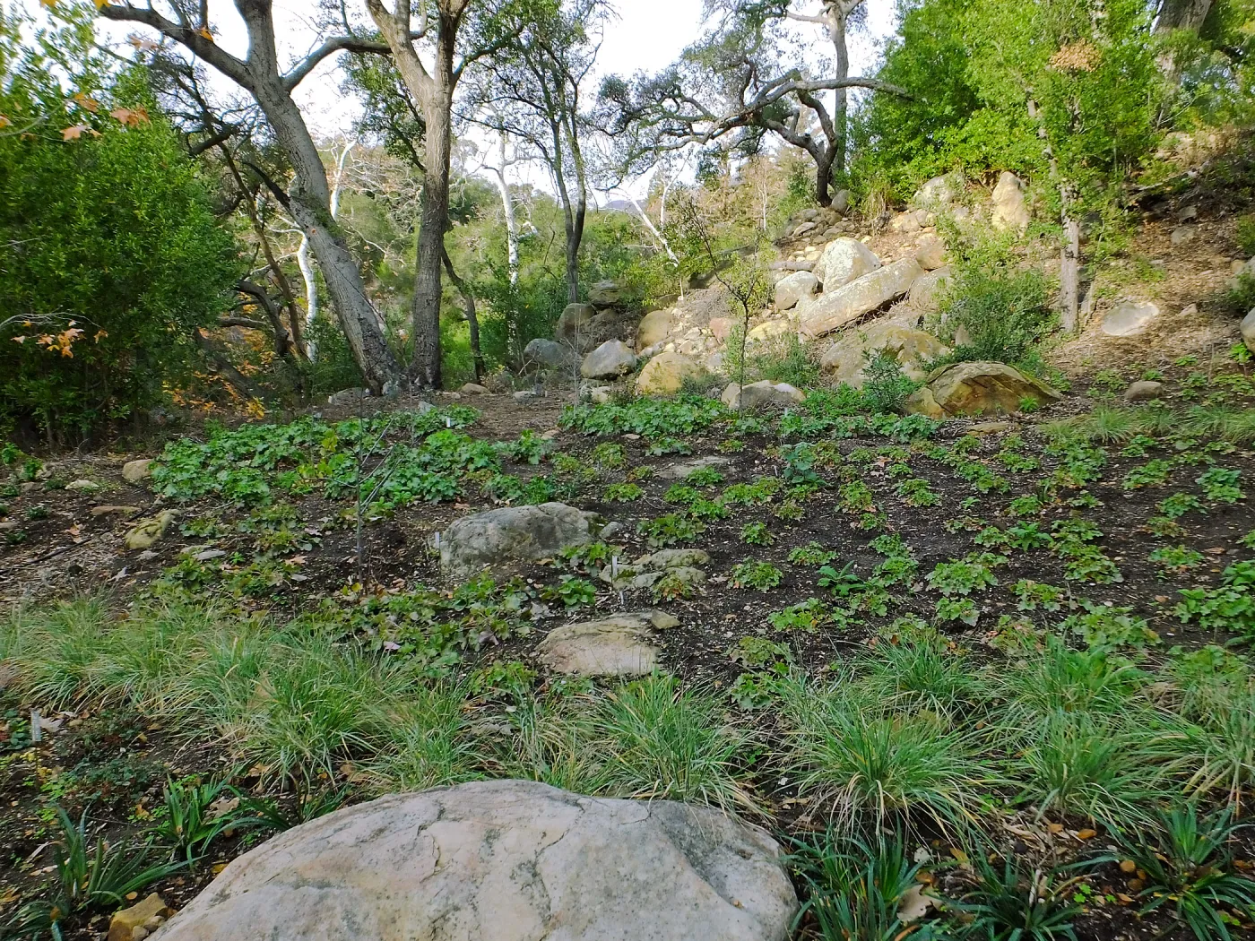 Wooded Dell after completion of main section planting