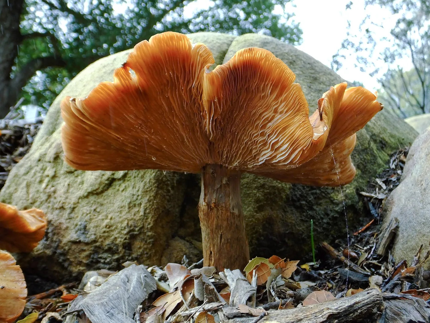 Armillaria sinapina