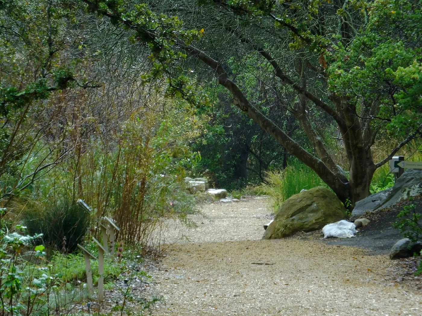Misty morning in the Arroyo Section
