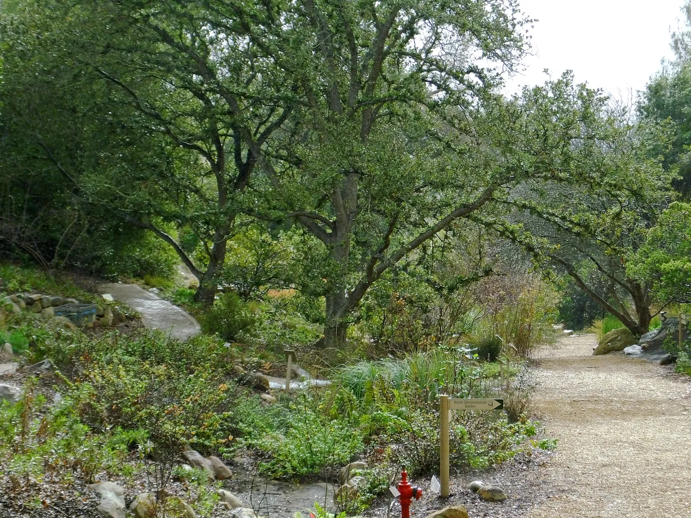 Misty morning in the Arroyo Section