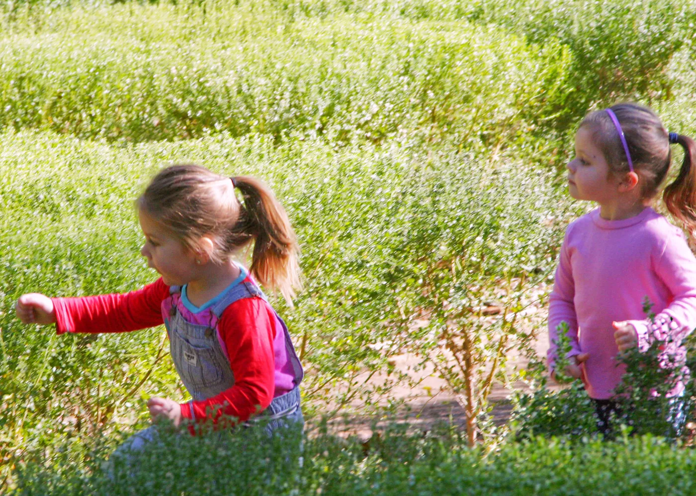 Children in the Centennial Maze