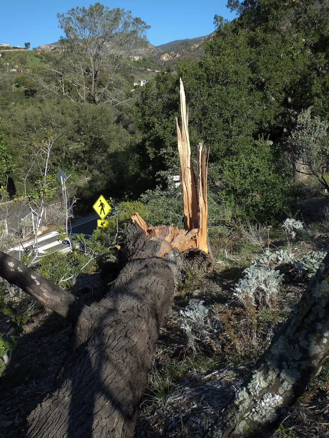 Last Sargent’s Cypress felled by 60mph winds January 31 2016