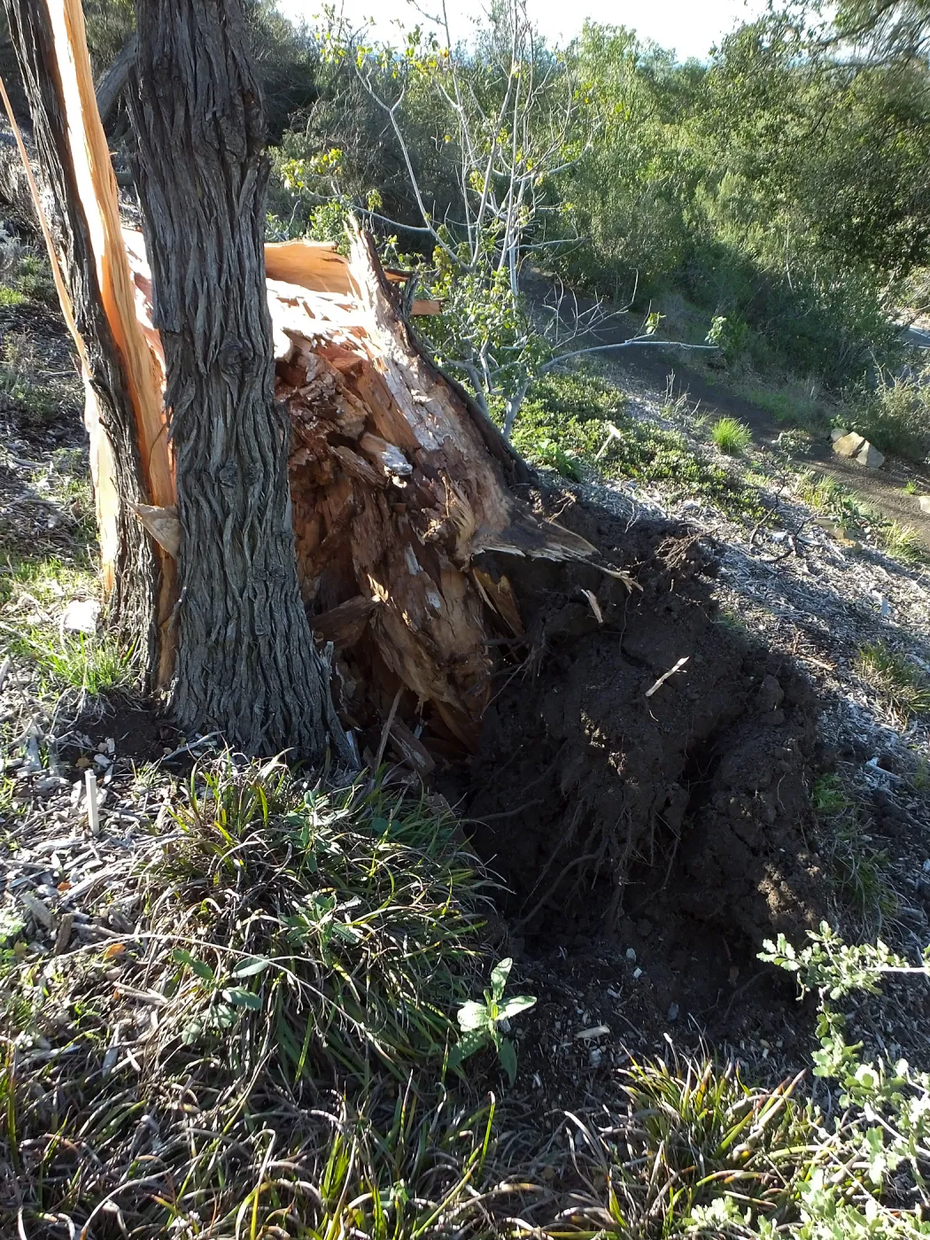 Last Sargent’s Cypress felled by 60mph winds January 31 2016