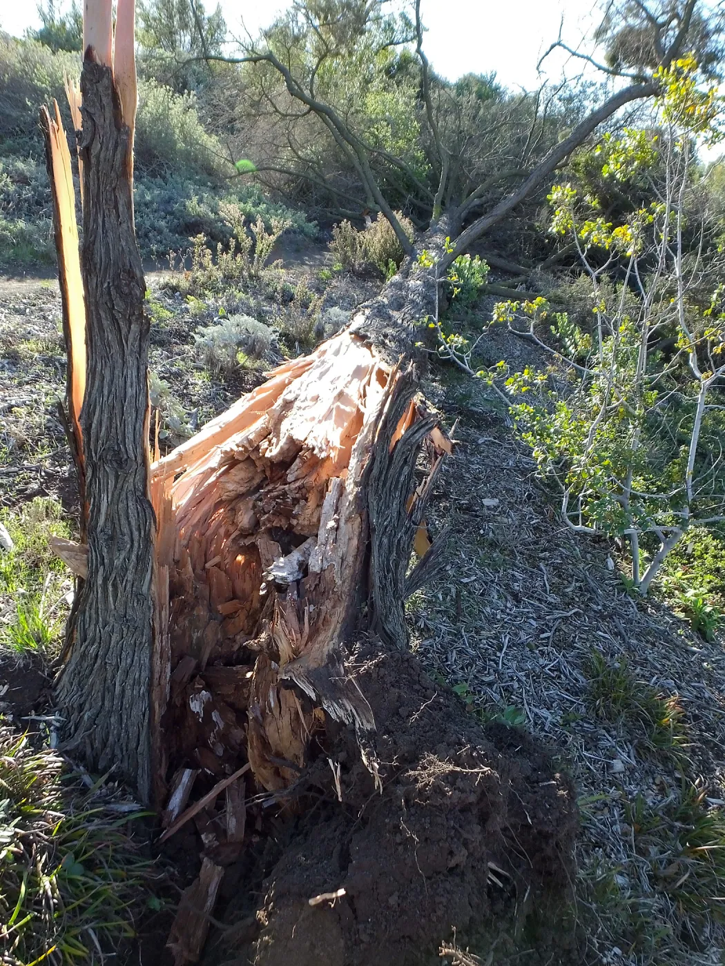 Last Sargent’s Cypress felled by 60mph winds January 31 2016