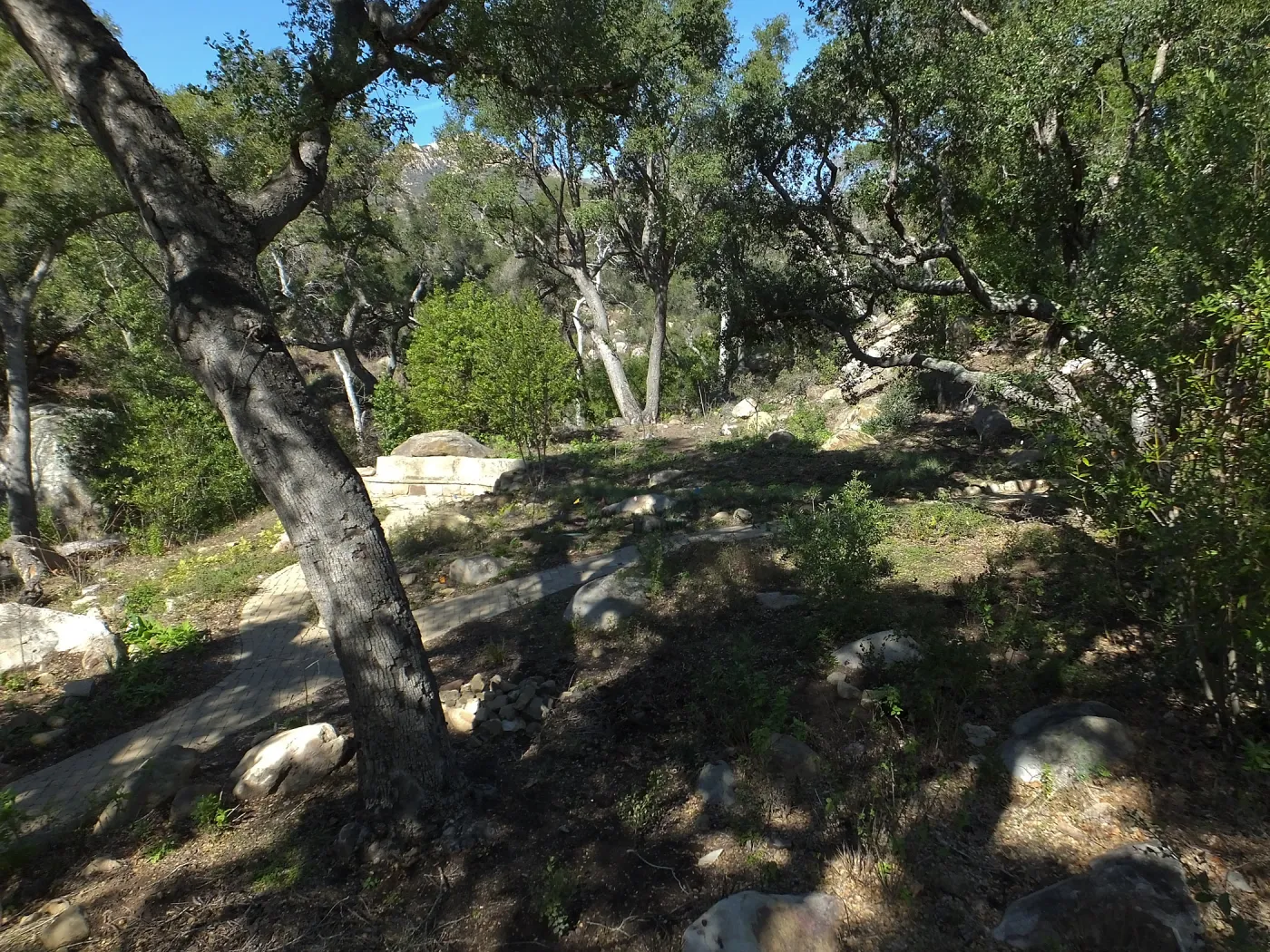 Wooded Dell