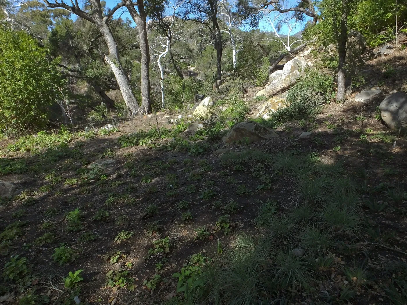 Wooded Dell