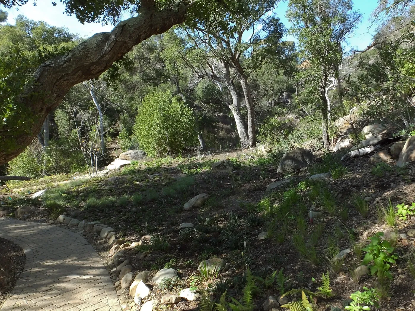Wooded Dell