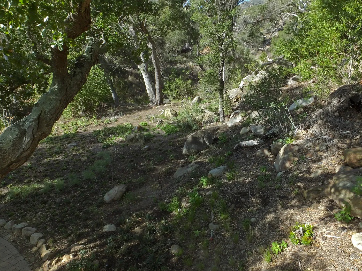 Wooded Dell
