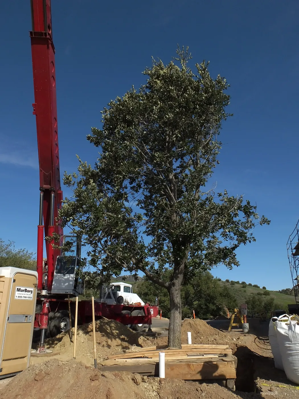 Installation of Island Oaks, flanking the entrance to the new Island Section at the Pritzlaff Conservation Center