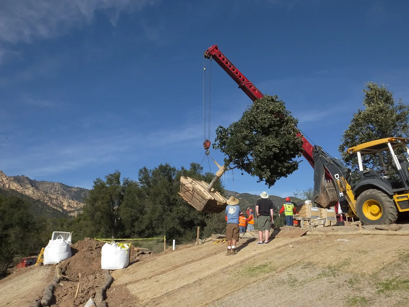 Installation of Island Oaks, flanking the entrance to the new Island Section at the Pritzlaff Conservation Center