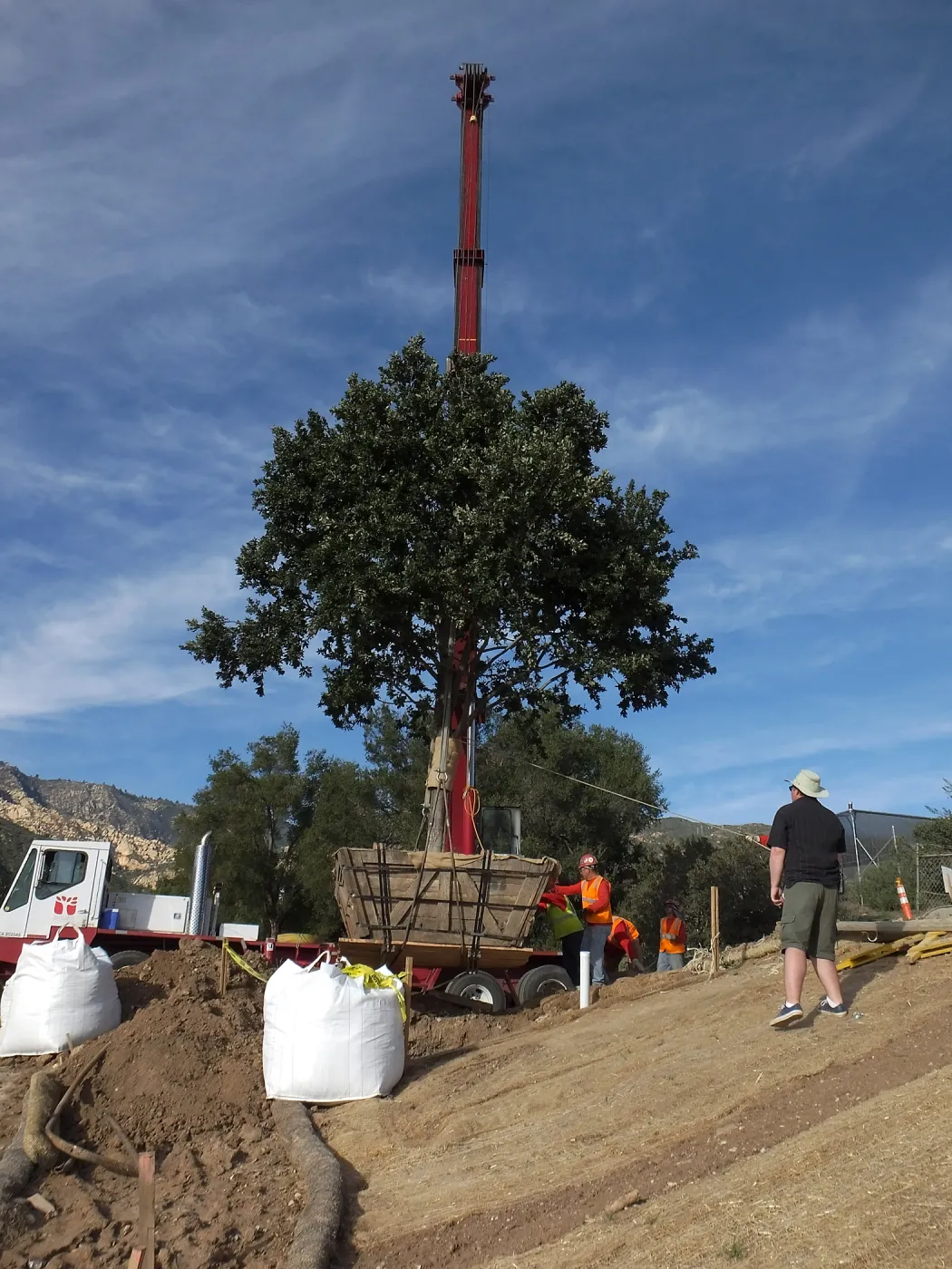 Installation of Island Oaks, flanking the entrance to the new Island Section at the Pritzlaff Conservation Center