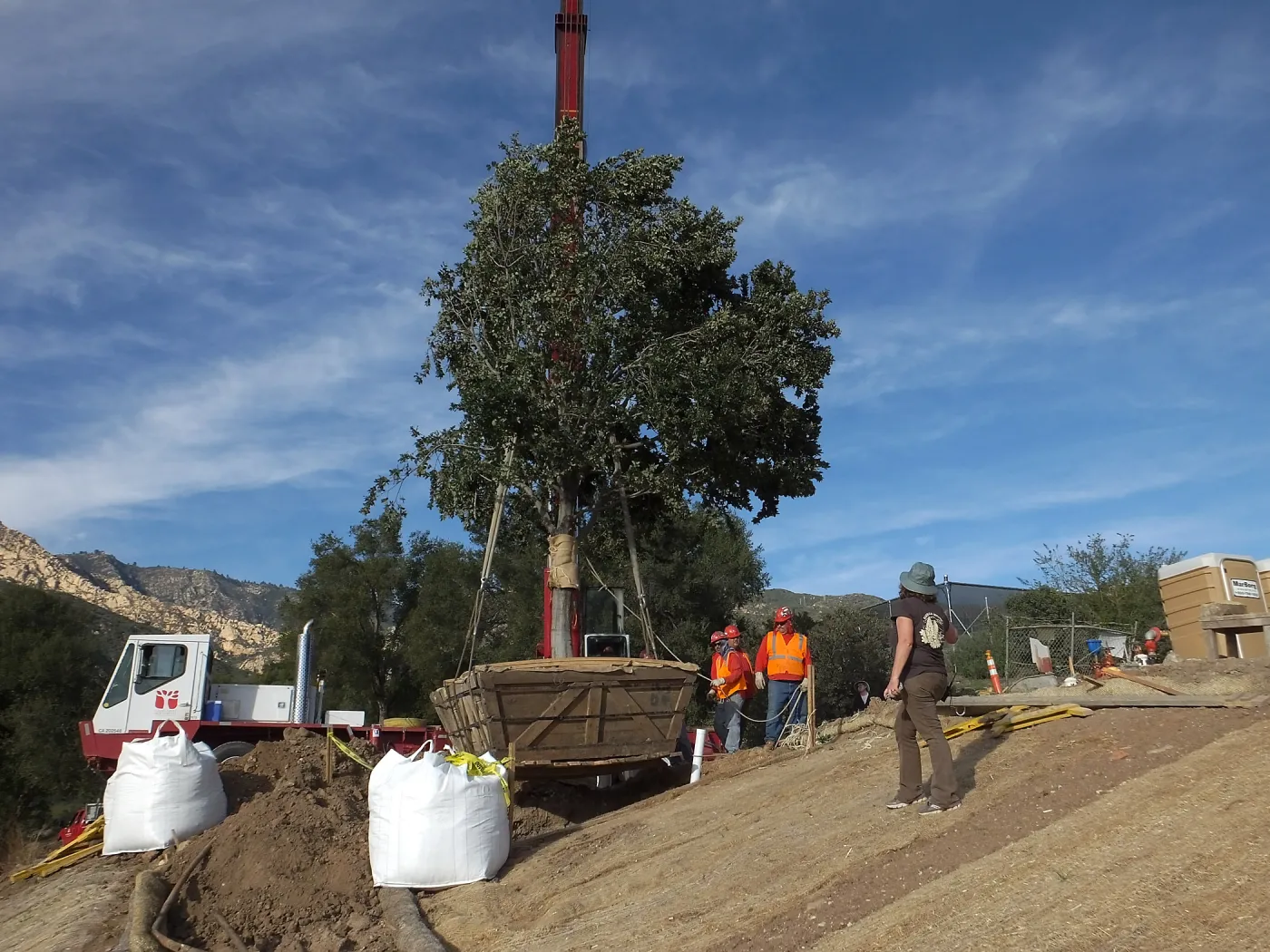 Installation of Island Oaks, flanking the entrance to the new Island Section at the Pritzlaff Conservation Center