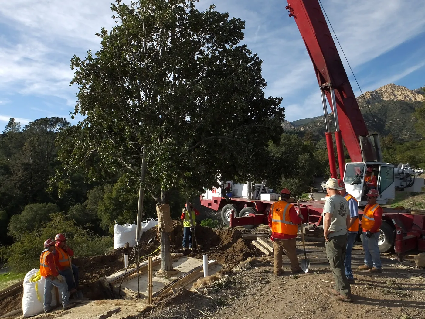 Installation of Island Oaks, flanking the entrance to the new Island Section at the Pritzlaff Conservation Center